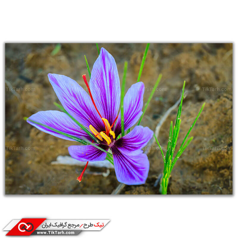 تصویر باکیفیت کشت گل زعفران