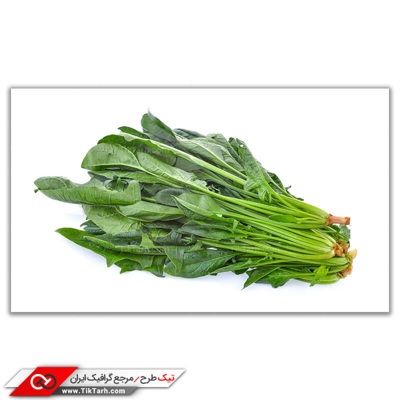 تصویر باکیفیت گیاه اسفناج