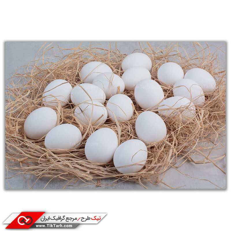 دانلود عکس گرافیکی با کیفیت تخم مرغ