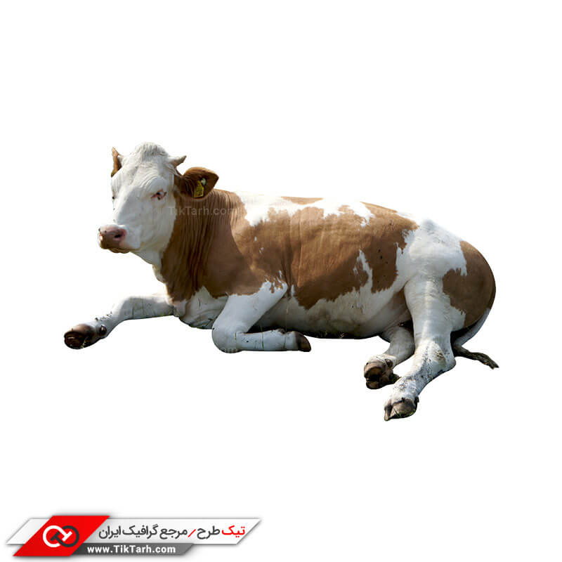 دانلود تصویر المان واقع گرایانه گاو