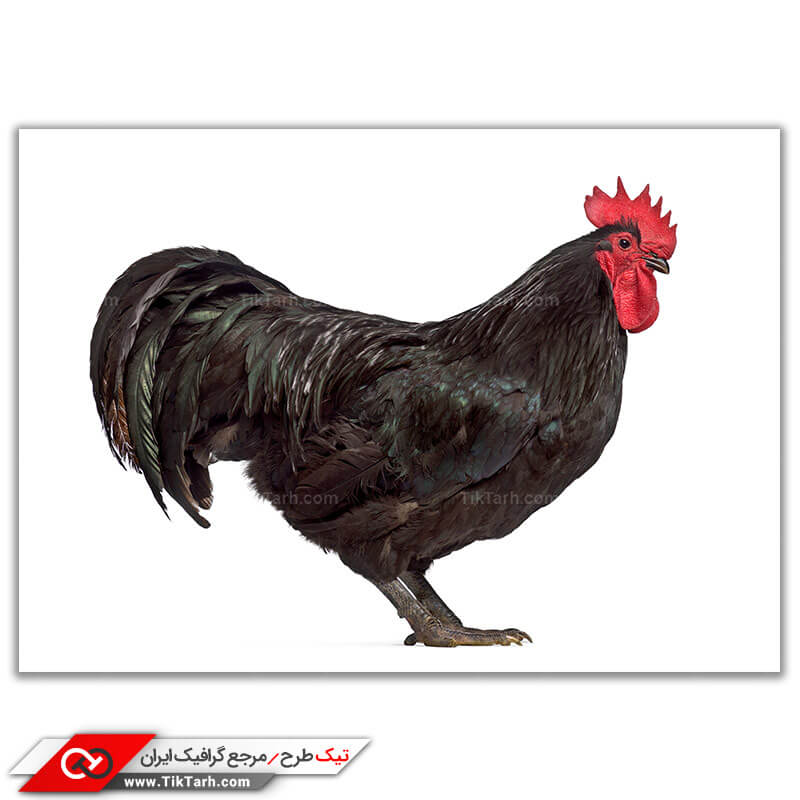 دانلود عکس باکیفیت خروس