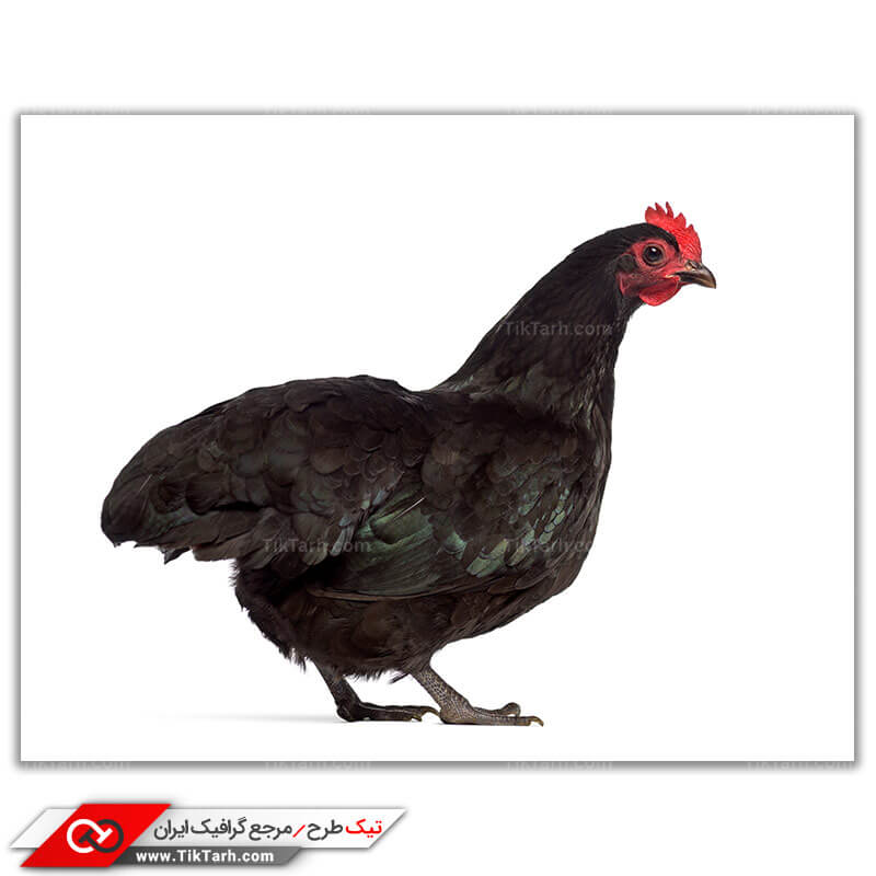 دانلود عکس باکیفیت گرافیکی مرغ