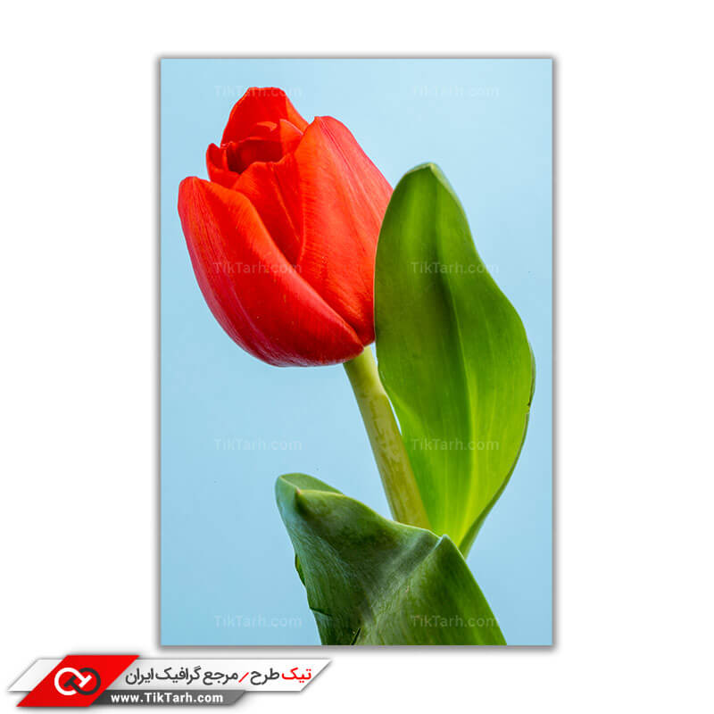 تصویر باکیفیت از لاله هلندی