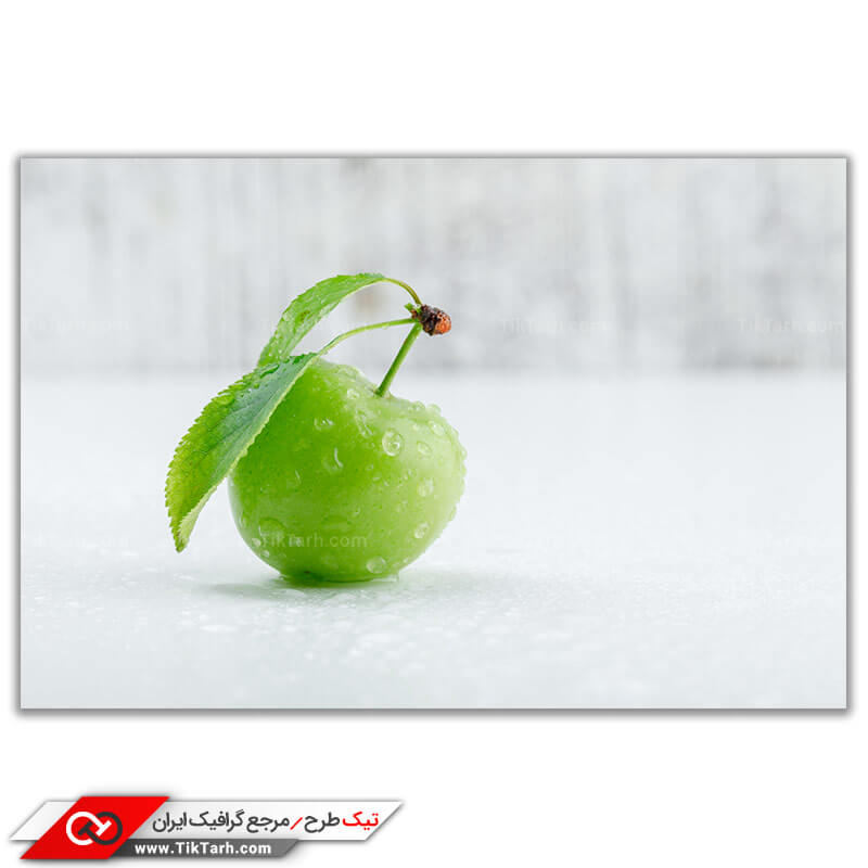 عکس باکیفیت آلوچه جنگلی