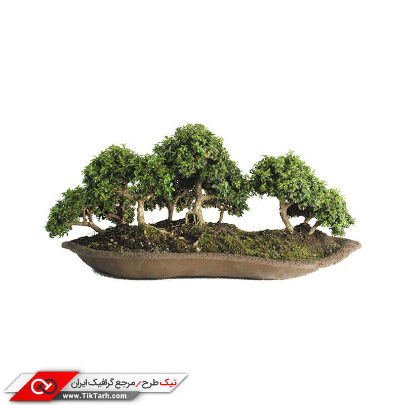 طرح درخچه های آپارتمانی
