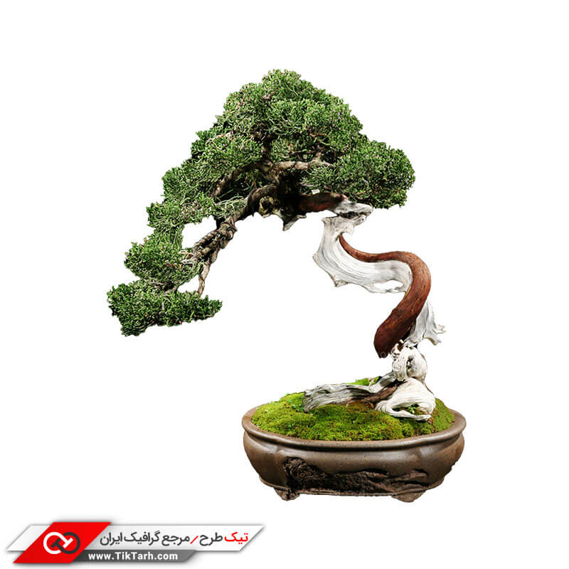 طرح گرافیکی درخت بونسای