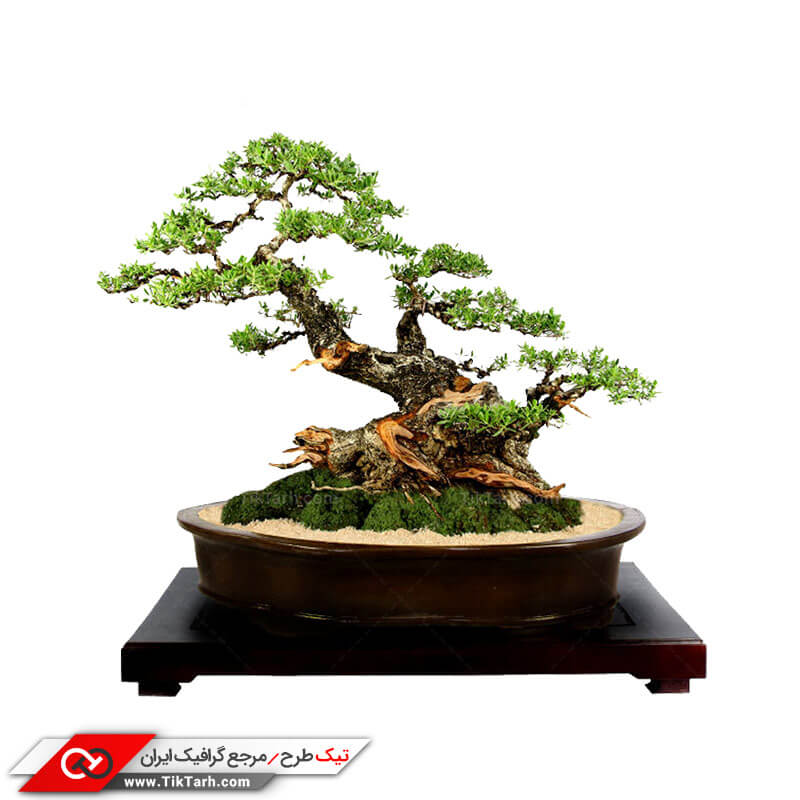 طرح درخت بونسای