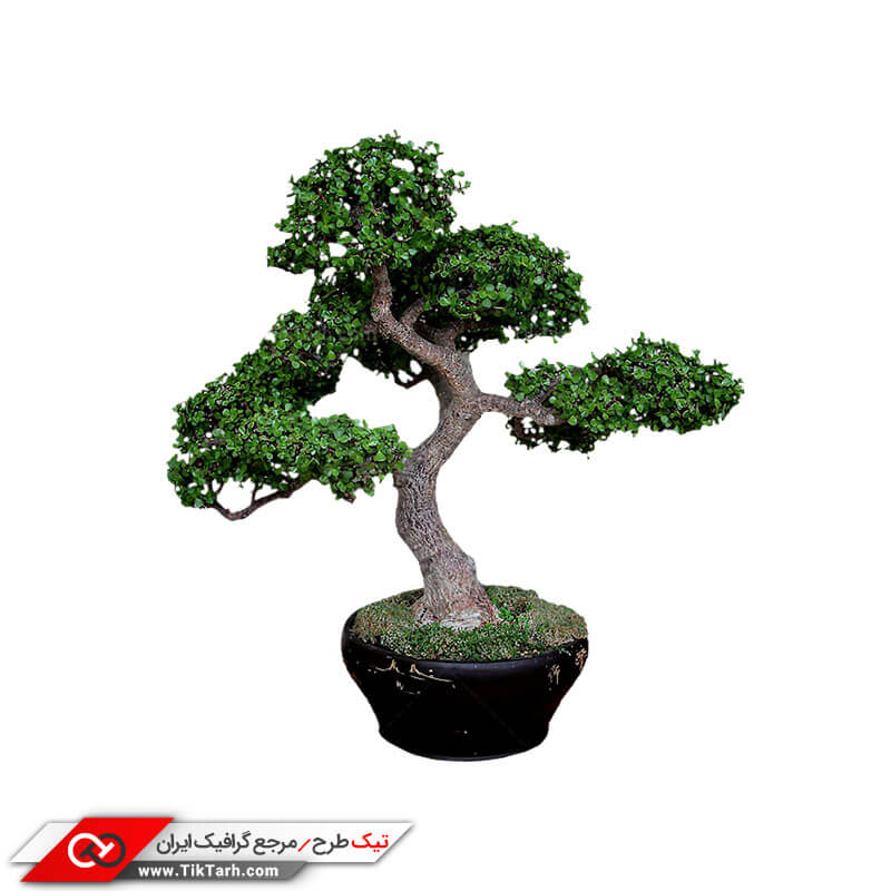 طرح درخچه آپارتمانی