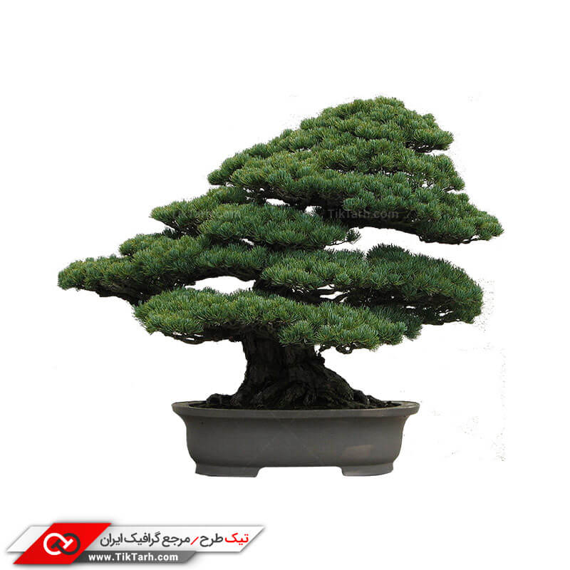 طرح درختچه بونسای