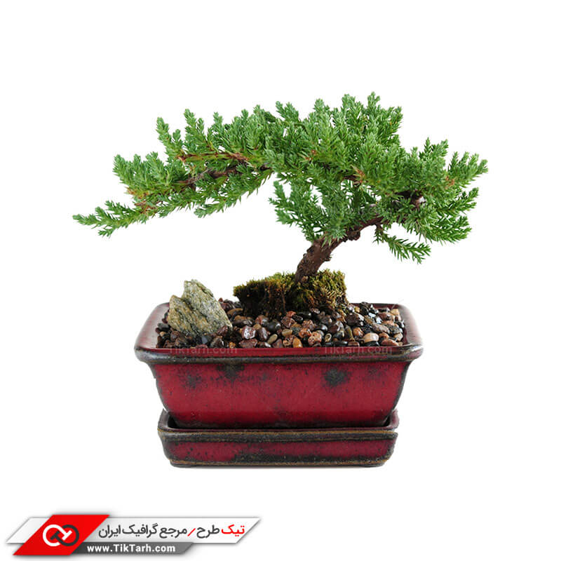 طرح درختچه زینتی