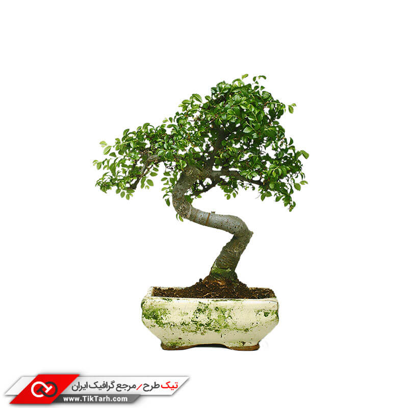 طرح گرافیکی درختچه بونسای