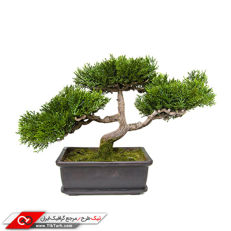 دانلود طرح گرافیکی درختچه بونسای