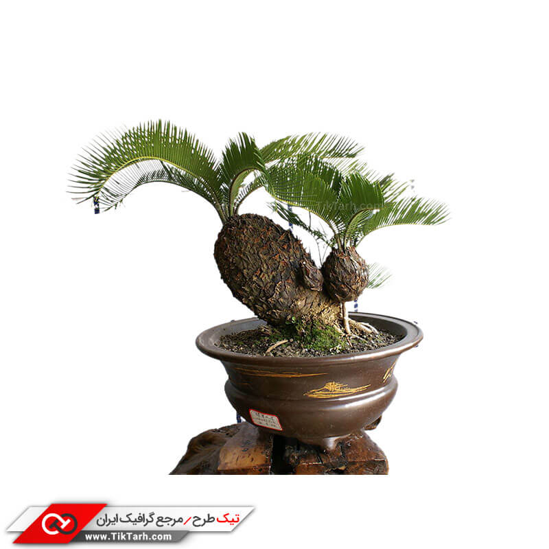 دانلود طرح گرافیکی گلدان درختچه زینتی