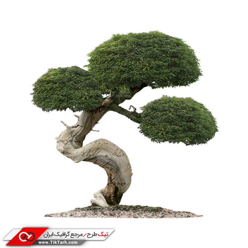 دانلود طرح گرافیکی درختچه زینتی