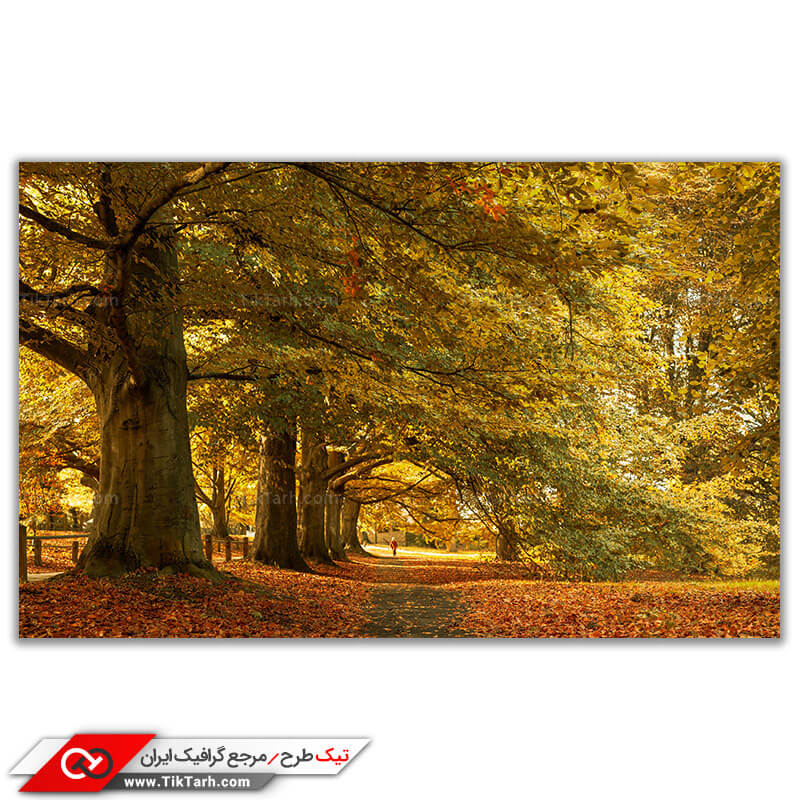 تصویر باکیفیت درختان تنومند