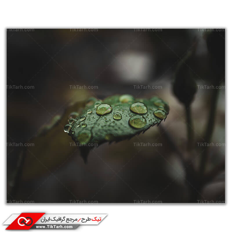 تصویر باکیفیت شبنم