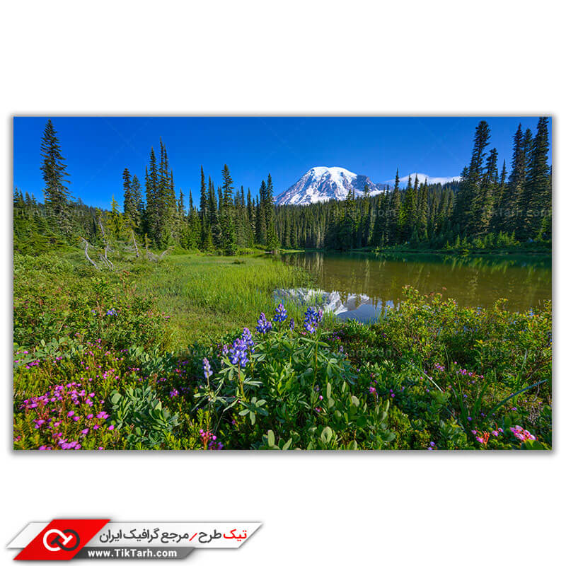 تصویر باکیفیت باغ سرسبز