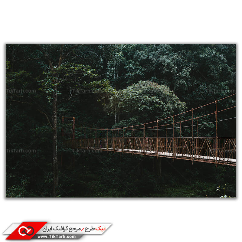 تصویر باکیفیت جنگل پراز درخت