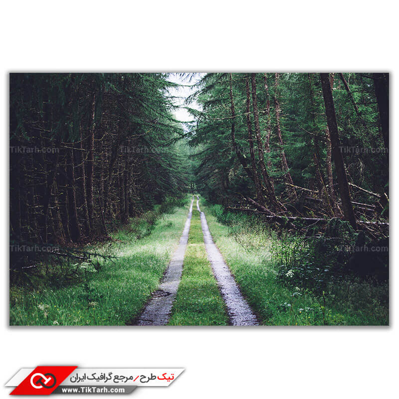 تصویر باکیفیت مسیر پیاده روی در جنگل
