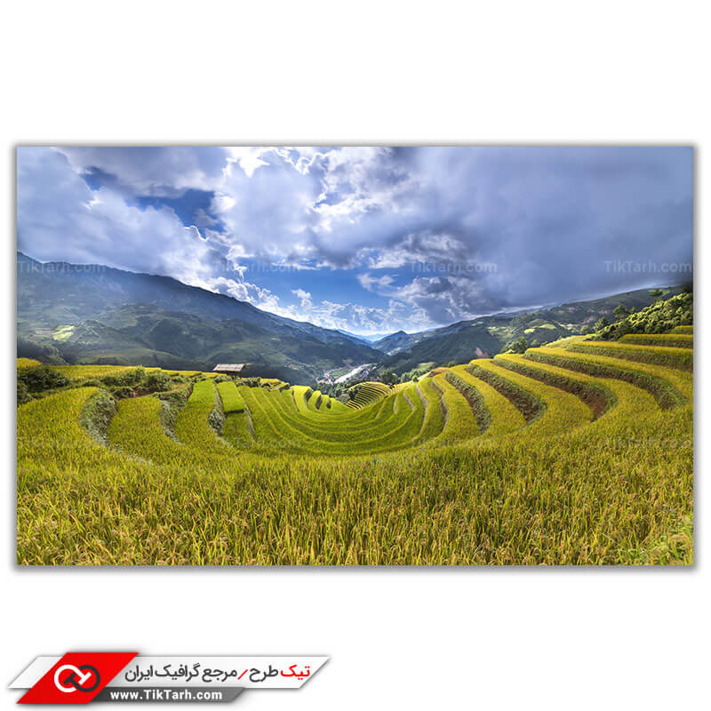 تصویر باکیفیت مزرعه برنج