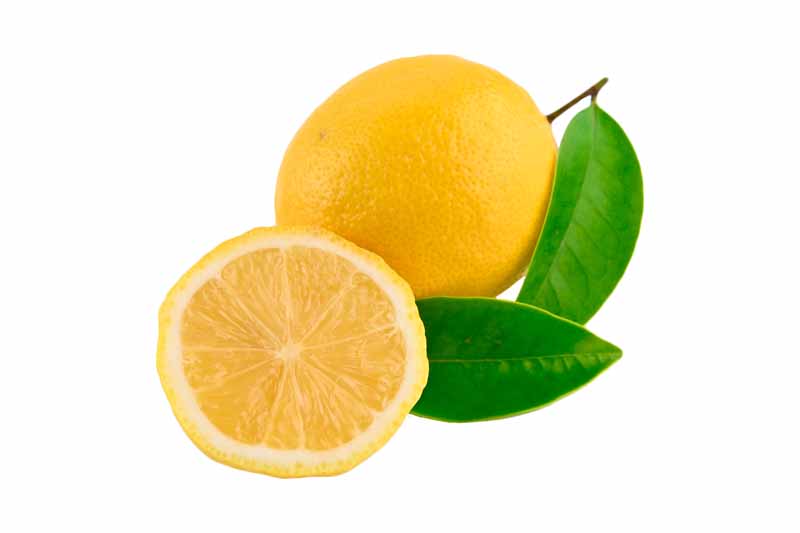 دانلود طرح لیمو ترش برش خورده و کامل