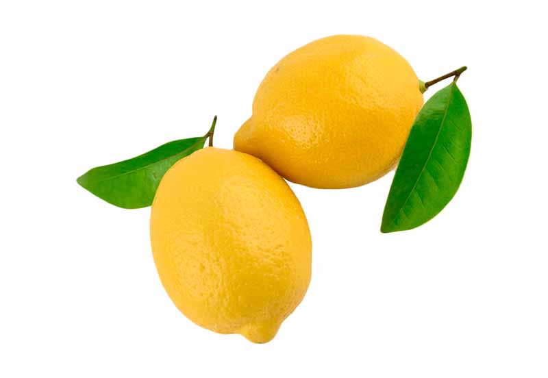 دانلود طرح لیمو ترش با برگ