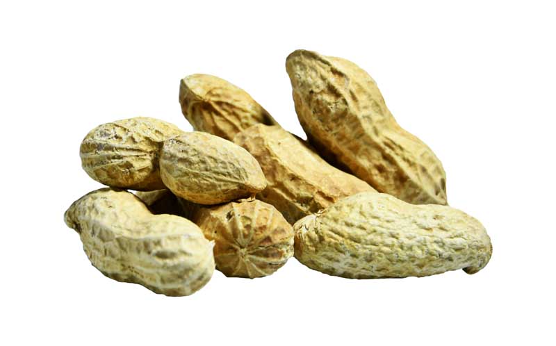طرح گرافیکی بادام زمینی