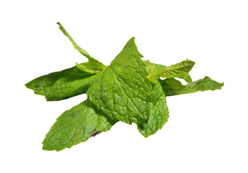 دانلود طرح سبزی نعناع