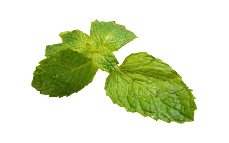 طرح سبزی نعناع