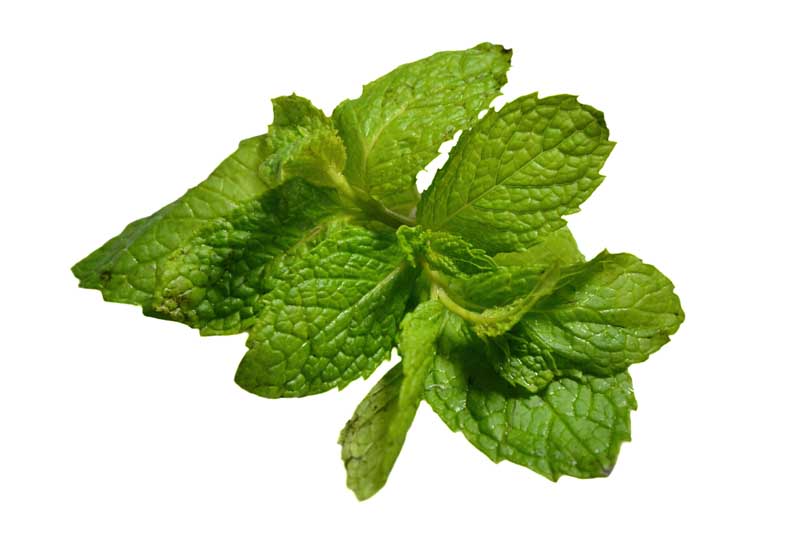 طرح باکیفیت سبزی نعناع