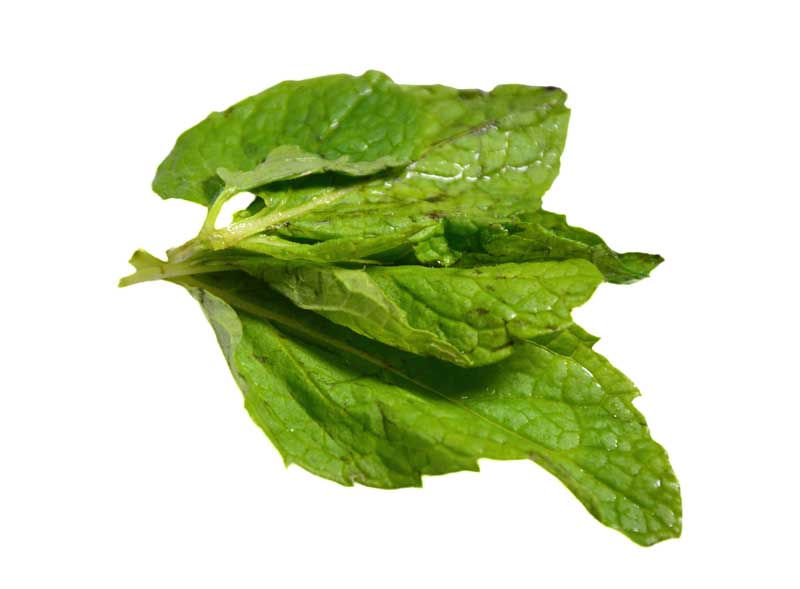 طرح با کیفیت سبزی نعناع