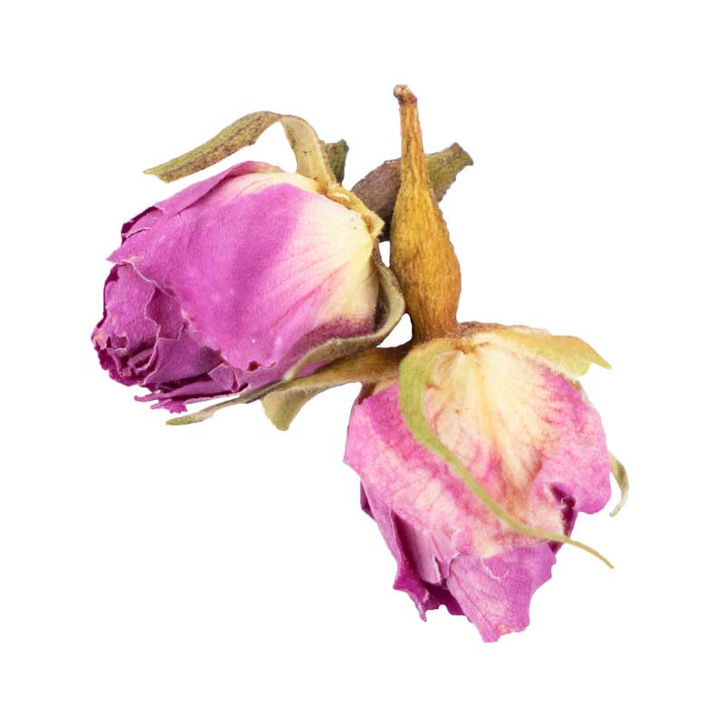 طرح باکیفیت گرافیکی گل محمدی خشک