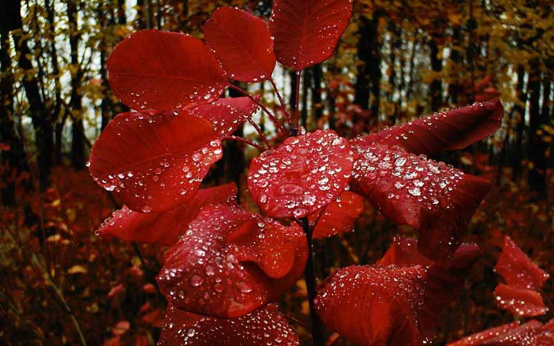تصویر باکیفیت باران روی برگ های سرخ گیاه