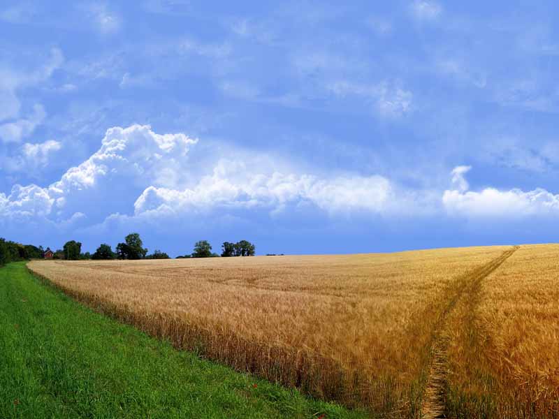عکس لارج فرمت گندم زار