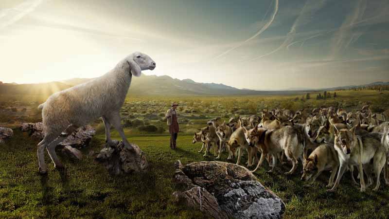 دانلود تصویر فانتزی گرگ ها و گوسفند