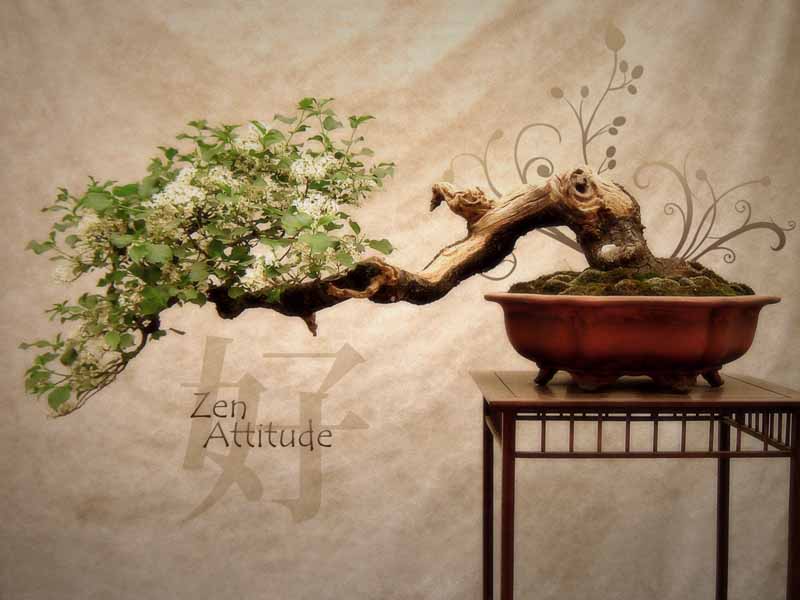 دانلود عکس فانتزی درخت بونسای