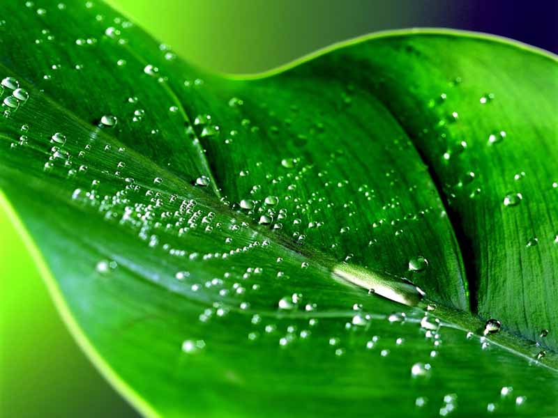 دانلود عکس قطرات آب روی برگ
