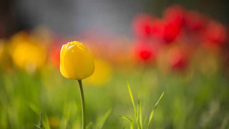 دانلود عکس گل لاله زرد در دشت