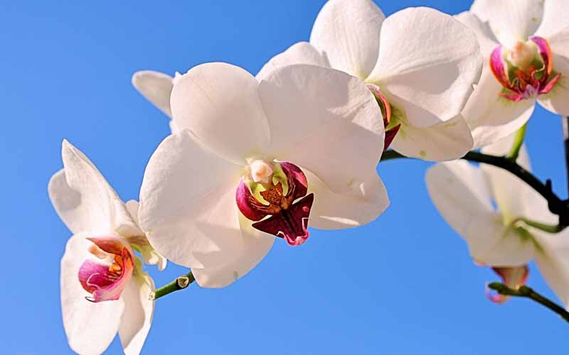 عکس گل ارکیده سفید