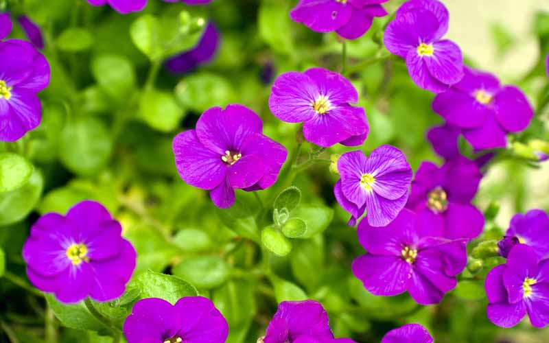 دانلود عکس گل های بنفشه