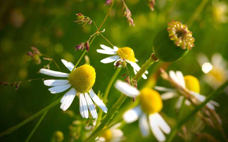 عکس دشت و گل های سفید