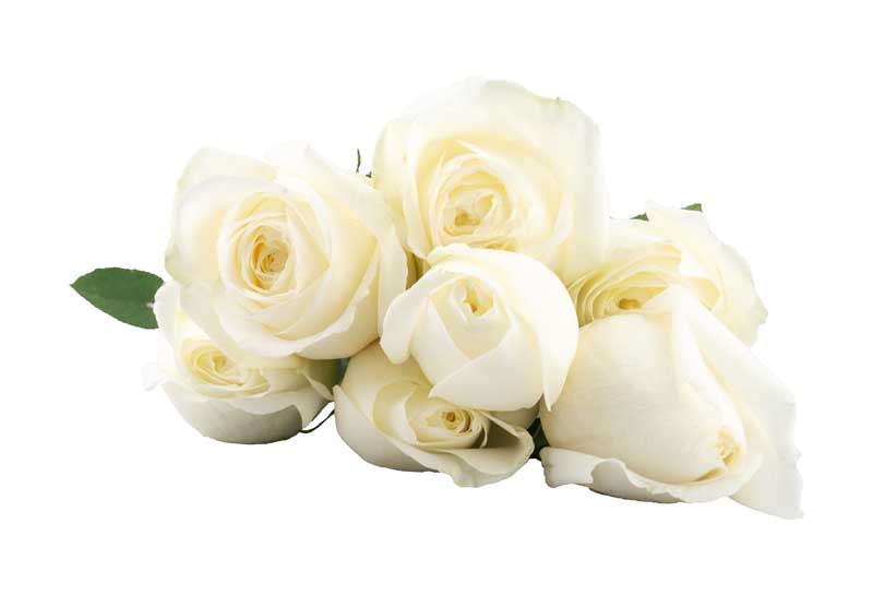 طرح المان دسته گل رز سفید