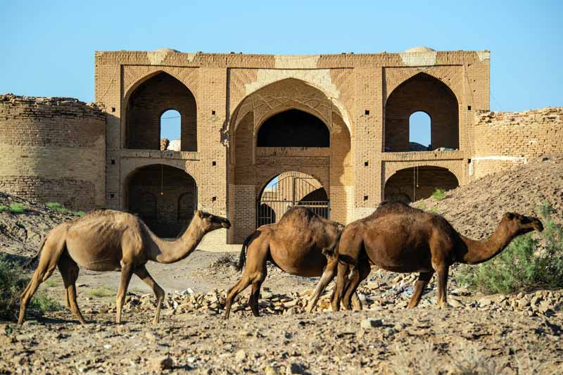 تصویر باکیفیت شتر و کاروانسرا