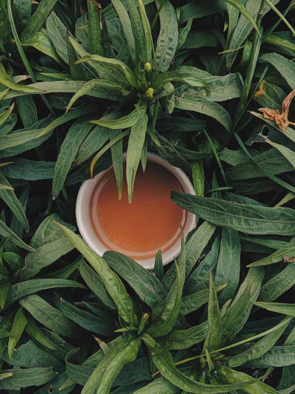 دانلود عکس چای سبز