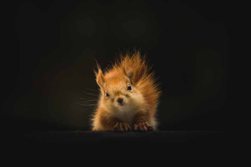 دانلود تصویر سنجاب در فضای تاریک