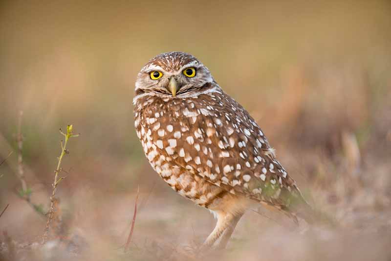 دانلود تصویر جغد قهوه ای روی زمین