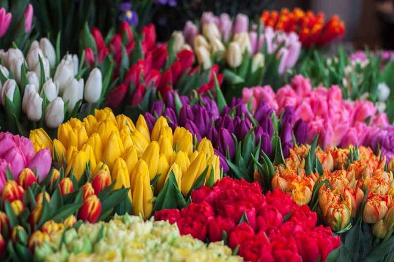 دانلود عکس گل های رنگارنگ