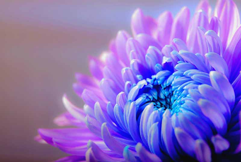 دانلود عکس گل کوکب بنفش