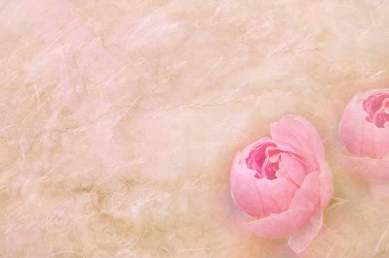 دانلود عکس گل رز هلندی