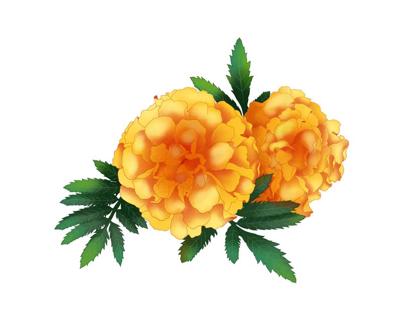 طرح لایه باز کلیپ آرت دو عدد گل نارنجی